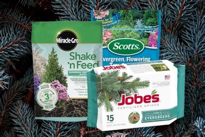 7 Best Evergreen Fertilizer | How And When To Use Them