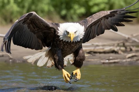 Premium AI Image | a bald eagle landing on a rock in the water