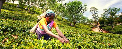 Tea Plantations – Sri Lanka Tour Packages 2023/2024 | Sri Lanka Holiday Packages, Sri Lanka ...