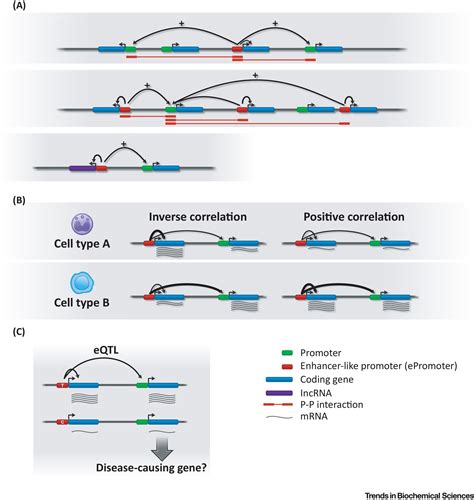 Widespread Enhancer Activity from Core Promoters: Trends in Biochemical Sciences