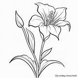 Lily Coloring Pages  Free & Printable sketch template