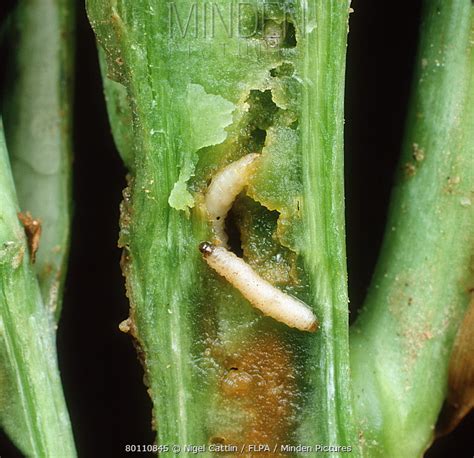 Minden Pictures - Cabbage stem flea beetle (Psylliodes chrysocephala) larvae in oilseed rape ...