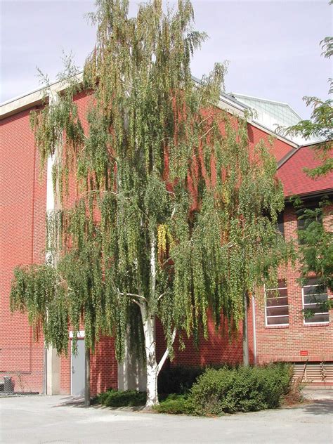 Weeping White Birch, (Silver Birch), Betula pendula alba, Tree Seeds ...