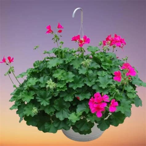 Ivy Geranium (Pelargonium peltatum) Indoor Care, Propagation, Problems