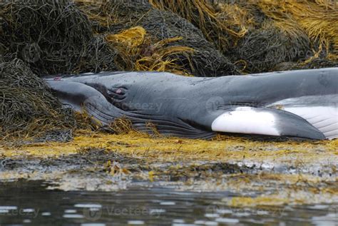 Up Close With a Minke Whale 9093008 Stock Photo at Vecteezy