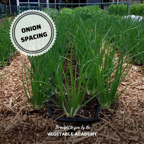 See the results of our experiment planting onions individually or in clusters. We controlled the ...