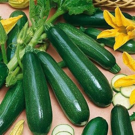 Organic BLACK BEAUTY ZUCCHINI Seeds 50 Seeds | Etsy