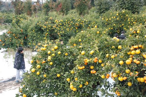 Citrus Farms of Jeju Island