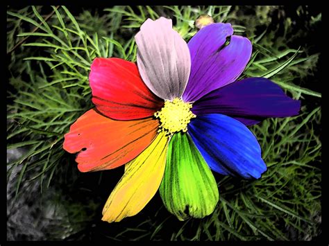 Rainbow Flower Wallpapers - Wallpaper Cave