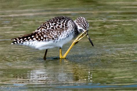 Gad Yaron - Birds Photography - Waders