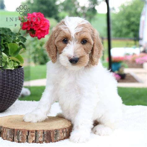 Adorable Standard Goldendoodle Puppies For Sale • Infinity Pups