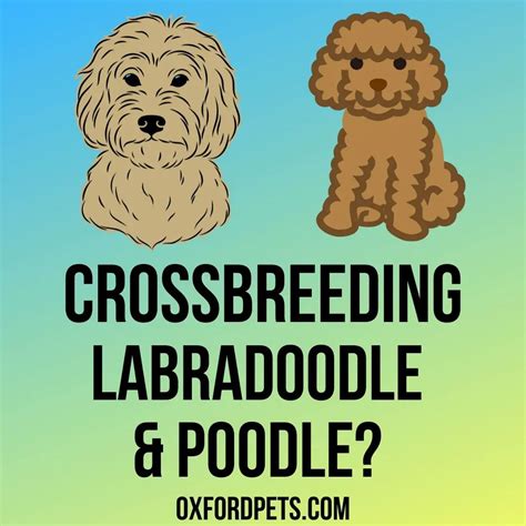 Can You Cross Breed A Labradoodle And Poodle? - Oxford Pets