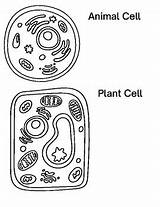 Coloring Plant Cell Worksheet sketch template