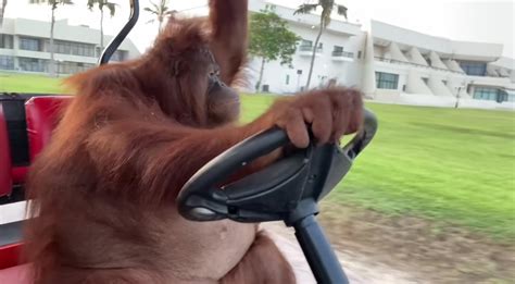 Orangutan Driving Golf Cart | Know Your Meme