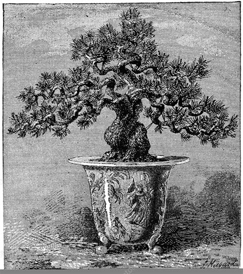 Bonsai dwarf pine, 1889 - Stock Image - C013/8769 - Science Photo Library