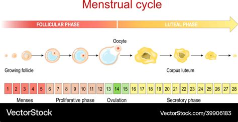 Menstrual cycle menses and proliferative phase Vector Image