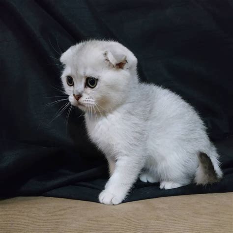 Scottish Fold Cats For Sale | New York, NY #291260