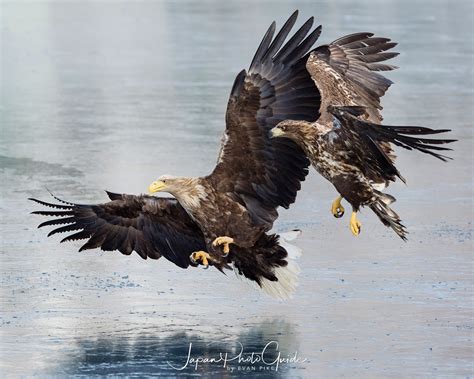 Steller's Sea Eagles | Japan Photo Guide