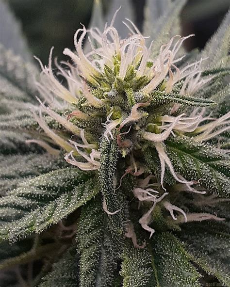 Strain-Galerie: Ghost Train Haze #1 (Rare Dankness Seeds) PIC ...