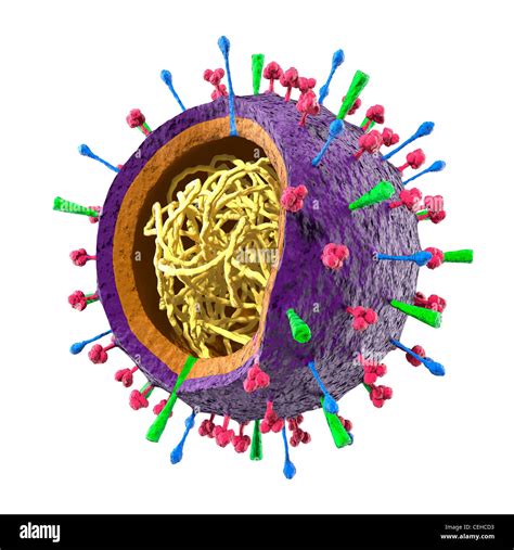 Colored particle of Flu virus H1N1 H5N1 influenza A virus - virion Stock Photo, Royalty Free ...