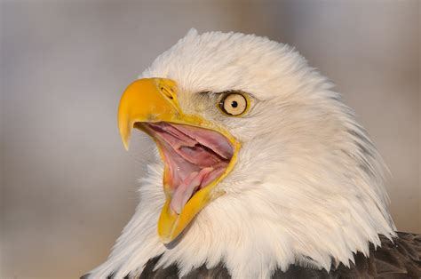 Bald eagles photos | eagle images | Photos bald eagles fighting in Alaska