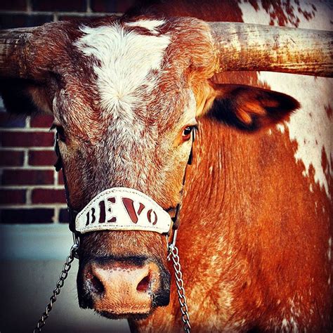 11 magnificent photos of Bevo XIV!