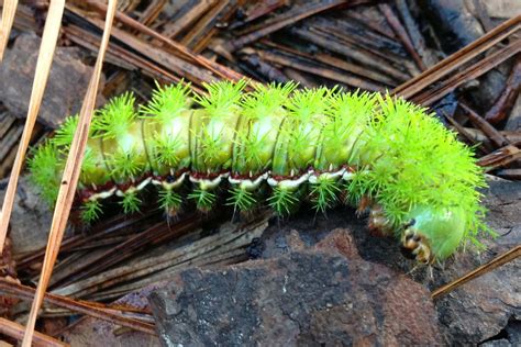 Hipster Birders: Caterpillars!