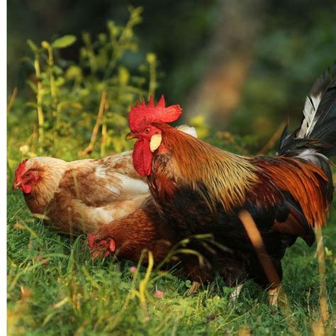 Leghorn Chicken: Colors, Lifespan, And Characteristics, 49% OFF