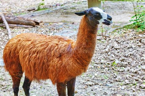 Cute animal- Lama. stock image. Image of hill, hoofed - 57216055