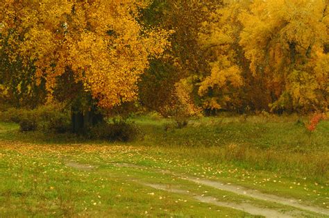 Pathway In The Autumn Forest Free Stock Photo - Public Domain Pictures