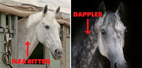 13 Dapple Grey Horse Facts That Will Blow Your Mind