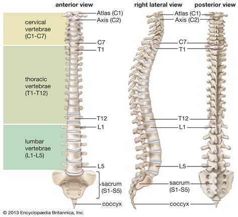 Normal Lumbar Curves, Posture & CBP — Living Well Chiropractic — Living Well Chiropractic ...