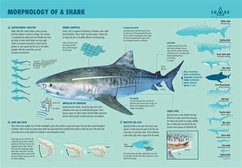 What is a shark? – Shark Business