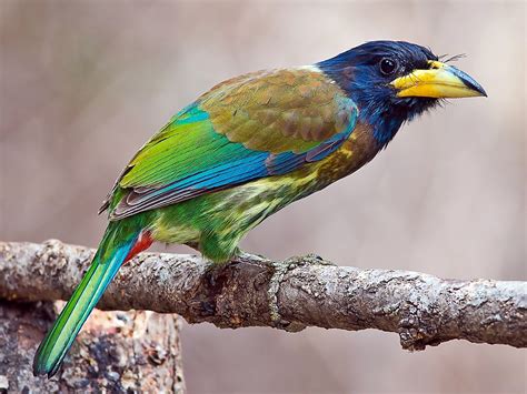 Great Barbet - eBird