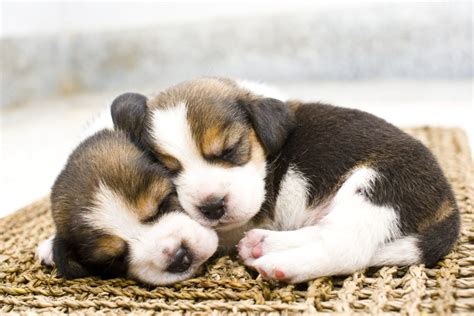 Puppy Care: 6 Essential Tips for Caring for Your New Dog