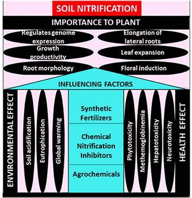 Frontiers | Factors Influencing Soil Nitrification Process and the Effect on Environment and Health