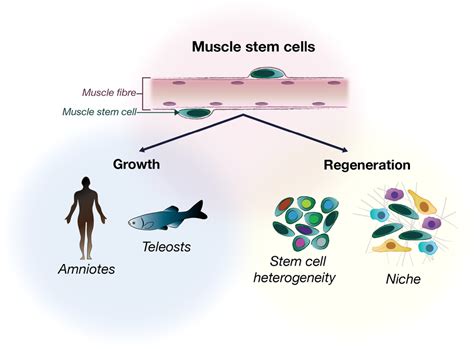 Stem cells in skeletal muscle growth and regeneration in amniotes and teleosts: Emerging themes ...