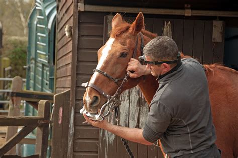 Horse Teeth Floating Guide: Equine Dental Exams and Preventative ...