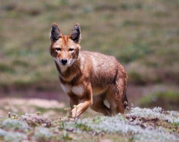 Ethiopia Wildlife | Brilliant Ethiopia