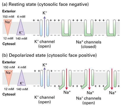 Neuron Depolarization