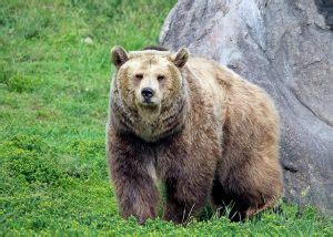 Brown Bears Vs. Grizzly Bears | Yellowstone Bear World