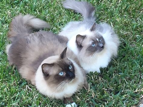 Exploring the Unique Charm of Blue Seal Point Ragdoll Cats - catmags.com