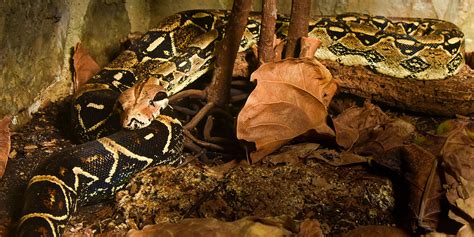 Boa constrictor | Smithsonian's National Zoo and Conservation Biology Institute