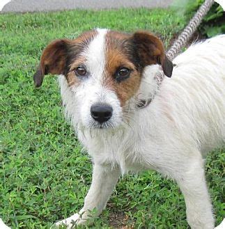 Toto | Adopted Dog | Elmwood Park, NJ | Parson Russell Terrier Mix