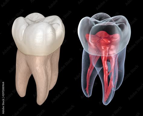 Fototapeta Dental root anatomy - First maxillary molar tooth. Medically accurate dental 3D ...