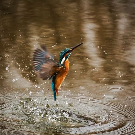Kingfisher Bird Alcedo Atthis - Free photo on Pixabay