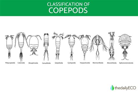 What Are Copepods? - Classification, Reproduction, and Feeding Habits