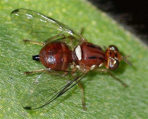 Olive fruit fly - Alchetron, The Free Social Encyclopedia