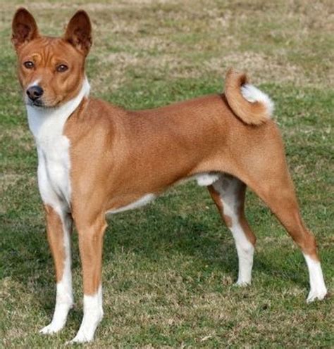 Basenji | Basenji congo hund bilder, Basenji congo hundbild und foto ...