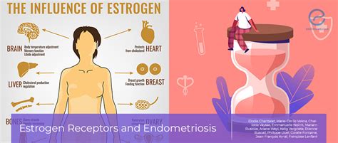 Estrogen Receptors and Endometriosis: What do we know now? | EndoNews